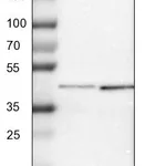 Atlas Antibodies Anti-SP6 Antibody