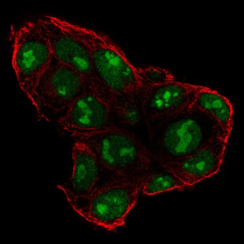 Atlas Antibodies Anti-SP5 Antibody
