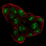 Atlas Antibodies Anti-SP5 Antibody