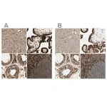 Merck Anti-CANX antibody produced in rabbit