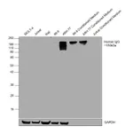 Thermo Fisher Scientific Goat anti-Human IgG (Gamma chain) Cross-Adsorbed Secondary Antibody, HRP
