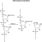 Merck RIBONUCLEASE A SOLUTION MOLECULAR
