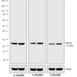 Thermo Fisher Scientific Goat anti-Rabbit IgG (H+L) Secondary Antibody, Biotin