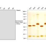 Thermo Fisher Scientific Mouse anti-Human IgG2 Secondary Antibody