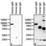 Thermo Fisher Scientific Mouse anti-Human IgM Secondary Antibody