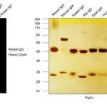 Thermo Fisher Scientific Goat anti-Rabbit IgG (H+L) Cross-Adsorbed Secondary Antibody, DyLight 633