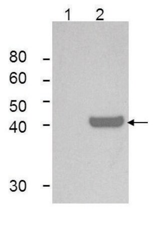 Merck Monoclonal Anti-IDO1 antibody produced in mouse