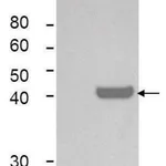 Merck Monoclonal Anti-IDO1 antibody produced in mouse