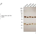 Thermo Fisher Scientific Mouse anti-Rat IgG2b Secondary Antibody, Biotin