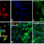 Thermo Fisher Scientific Goat anti-Human IgM Cross-Adsorbed Secondary Antibody, DyLight 680