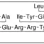 Merck DEFENSIN HNP-1 HUMAN