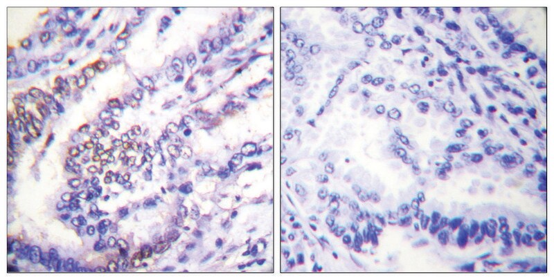 Merck Anti-Cyclin E1 antibody produced in rabbit