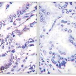 Merck Anti-Cyclin E1 antibody produced in rabbit