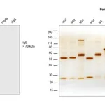 Thermo Fisher Scientific Goat anti-Human IgE Cross-Adsorbed Secondary Antibody