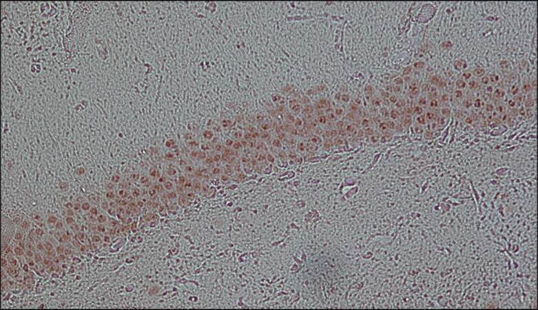 Merck Monoclonal Anti-FUS antibody produced in mouse