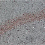 Merck Monoclonal Anti-FUS antibody produced in mouse