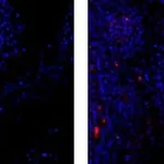 Thermo Fisher Scientific Mouse anti-Rat IgG2b Secondary Antibody, eFluor 570, eBioscience