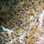 Merck Anti-phospho-Ras-GRF1 (pSer916) antibody produced in rabbit