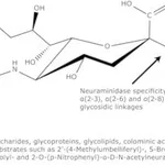 Merck NEURAMINIDASE TYPE III FROM VIBRIO CHOLE