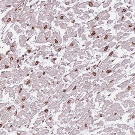 Merck Anti-OR10AD1 antibody produced in rabbit