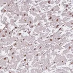 Merck Anti-OR10AD1 antibody produced in rabbit