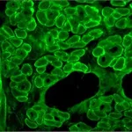 Merck MONOCLONAL ANTI-DYSTROPHIN, CLONE &