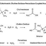 Merck CHOLINE OXIDASE FROM ARTHROBACTER SP.