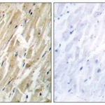 Merck Anti-CALR antibody produced in rabbit