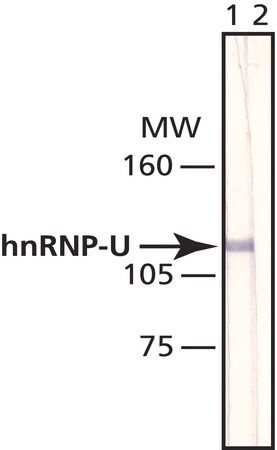 Merck Anti-hnRNP-U antibody, Mouse monoclonal