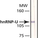 Merck Anti-hnRNP-U antibody, Mouse monoclonal