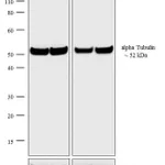 Thermo Fisher Scientific F(ab`)2-Goat anti-Rat IgG (H+L) Highly Cross-Adsorbed Secondary Antibody, TRITC