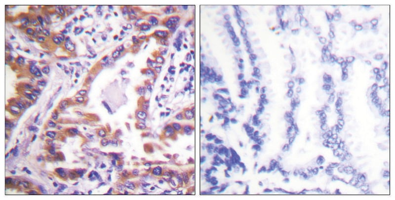 Merck Anti-Calnexin, C-Terminal antibody produced in rabbit