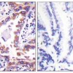 Merck Anti-Calnexin, C-Terminal antibody produced in rabbit