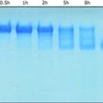 Merck MMP-9 HUMAN RECOMBINANT, >=1,300 PMOL/MI