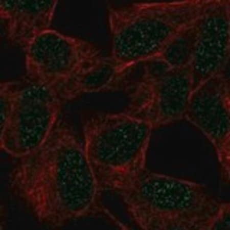 Merck Anti-GTF3C2 antibody produced in rabbit