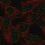 Merck Anti-GTF3C2 antibody produced in rabbit