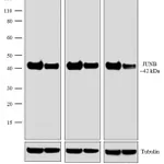 Thermo Fisher Scientific Goat anti-Rabbit IgG Fc Cross-Adsorbed Secondary Antibody, HRP