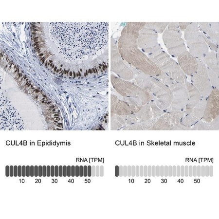 Merck Anti-CUL4B antibody produced in rabbit