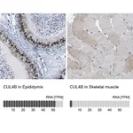 Merck Anti-CUL4B antibody produced in rabbit