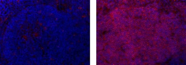 Thermo Fisher Scientific Mouse anti-Rat IgG2a Secondary Antibody, eFluor 615, eBioscience