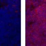 Thermo Fisher Scientific Mouse anti-Rat IgG2a Secondary Antibody, eFluor 615, eBioscience