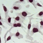 Thermo Fisher Scientific Goat anti-Rabbit IgG (H+L) Secondary Antibody, AP