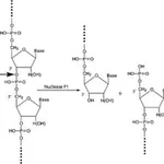Merck NUCLEASE P-1 FROM PENICILLIUM CITRINUM