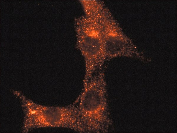 Merck Anti-Rab14 (C-terminal) antibody produced in rabbit