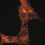 Merck Anti-Rab14 (C-terminal) antibody produced in rabbit