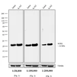 Thermo Fisher Scientific Goat anti-Mouse IgG (H+L) Cross-Adsorbed Secondary Antibody, Biotin
