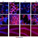 Thermo Fisher Scientific Goat anti-Mouse IgG (H+L) Highly Cross-Adsorbed Secondary Antibody, Alexa Fluor 488