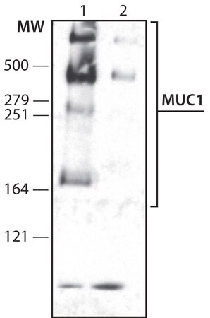 Merck Anti-MUC1 antibody , Mouse monoclonal