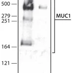 Merck Anti-MUC1 antibody , Mouse monoclonal