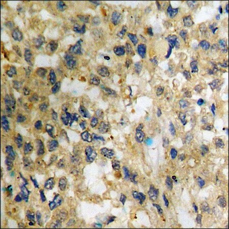 Merck Anti-phospho-NF-kappaB p65 (pSer536) antibody produced in rabbit